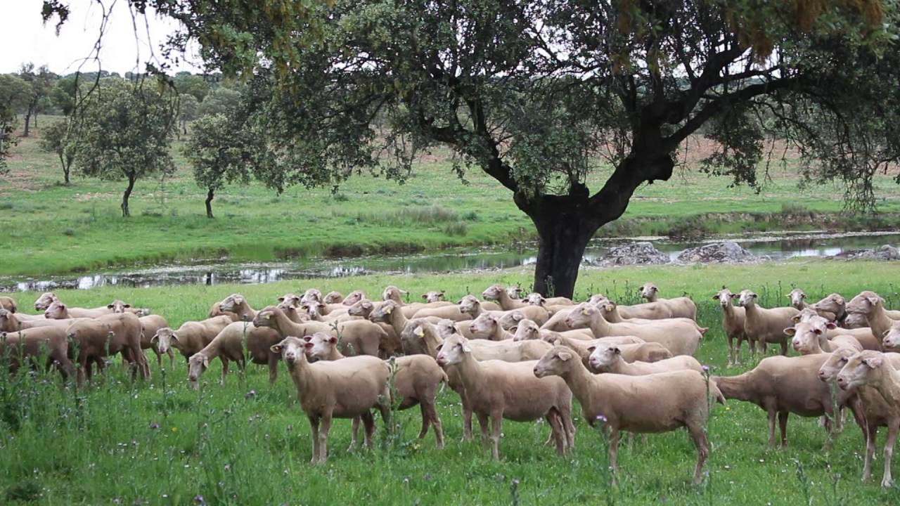 Ayudas de 40 millones de euros beneficiarán a unos 1.400 ganaderos y contribuirán a mejorar la renta, luchar contra el cambio climático y evitar incendios